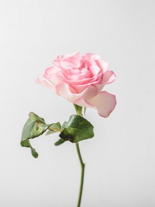 pink rose, minimalism Wallpaper 2048x2732