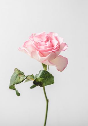 pink rose, minimalism Wallpaper 1640x2360