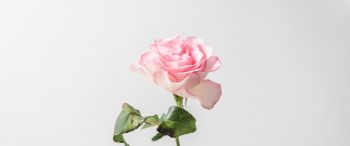 pink rose, minimalism Wallpaper 3440x1440