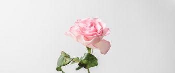 Обои 2560x1080 розовая роза, минимализм