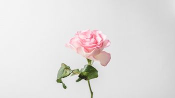 pink rose, minimalism Wallpaper 1366x768