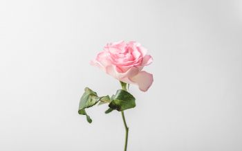 Обои 1920x1200 розовая роза, минимализм