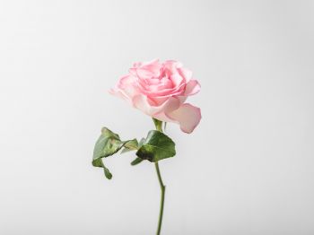 Обои 1024x768 розовая роза, минимализм