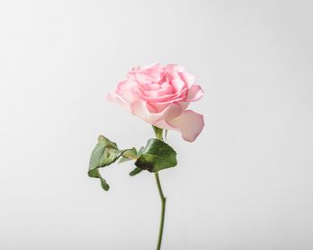 Обои 1280x1024 розовая роза, минимализм
