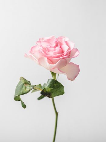 Обои 1536x2048 розовая роза, минимализм