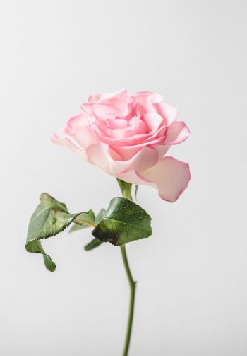 pink rose, minimalism Wallpaper 1640x2360