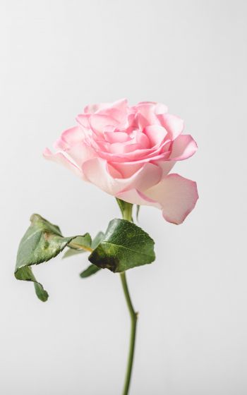Обои 1200x1920 розовая роза, минимализм