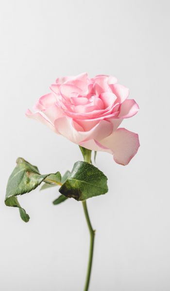 Обои 600x1024 розовая роза, минимализм