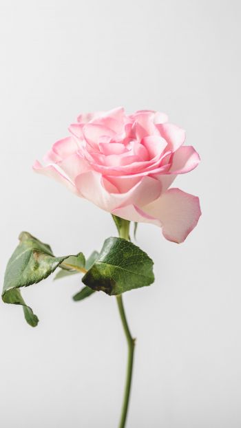 Обои 1080x1920 розовая роза, минимализм