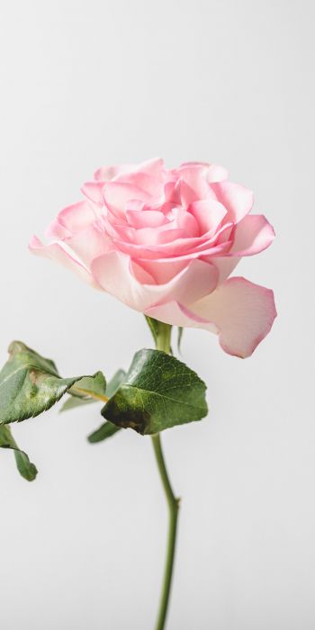 Обои 720x1440 розовая роза, минимализм