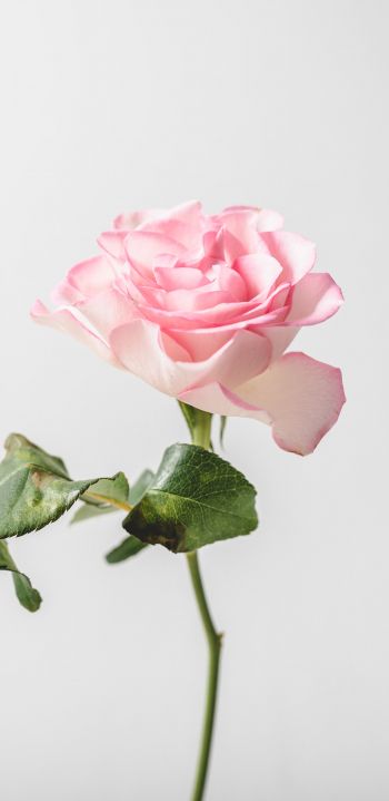 pink rose, minimalism Wallpaper 1440x2960