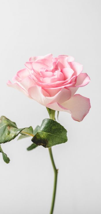 pink rose, minimalism Wallpaper 1440x3040