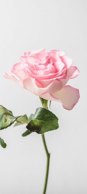 pink rose, minimalism Wallpaper 1080x2400