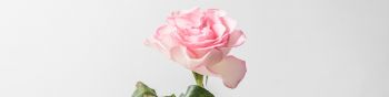 Обои 1590x400 розовая роза, минимализм