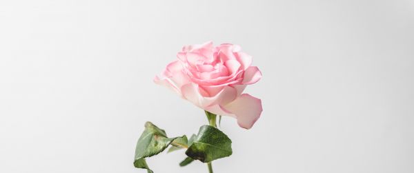 Обои 3440x1440 розовая роза, минимализм