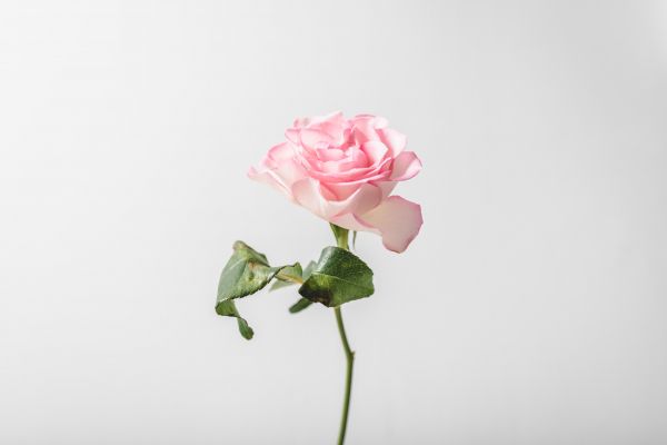 Обои 6016x4016 розовая роза, минимализм