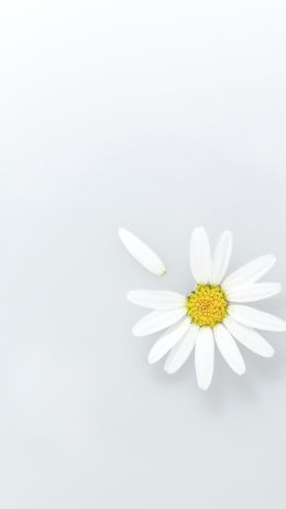 chamomile, petal, white Wallpaper 2160x3840