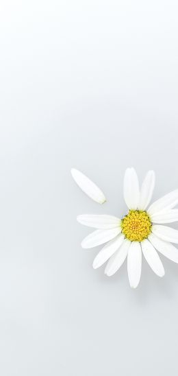 chamomile, petal, white Wallpaper 1440x3040