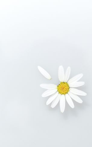 chamomile, petal, white Wallpaper 1752x2800
