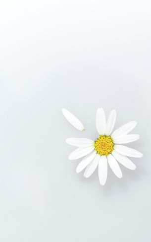 chamomile, petal, white Wallpaper 1200x1920