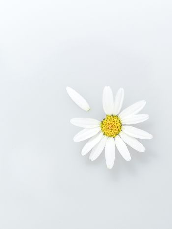 chamomile, petal, white Wallpaper 1668x2224