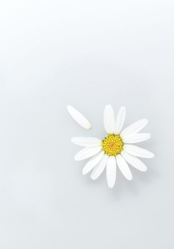 chamomile, petal, white Wallpaper 1668x2388