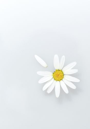 chamomile, petal, white Wallpaper 1640x2360