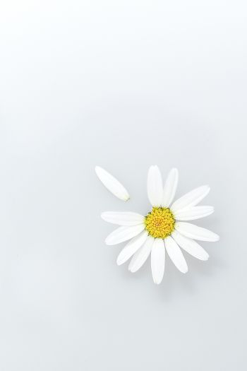 chamomile, petal, white Wallpaper 640x960