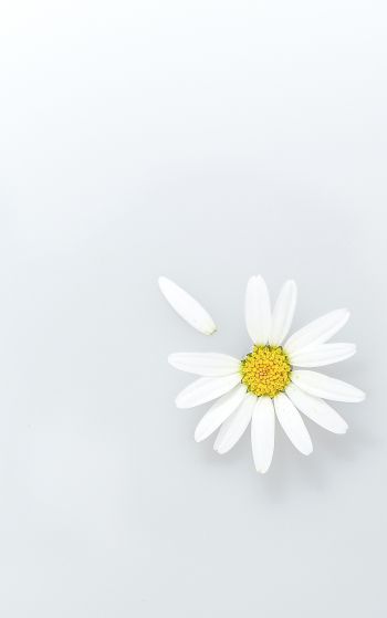 chamomile, petal, white Wallpaper 1752x2800
