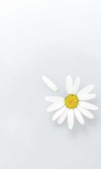 chamomile, petal, white Wallpaper 1200x2000