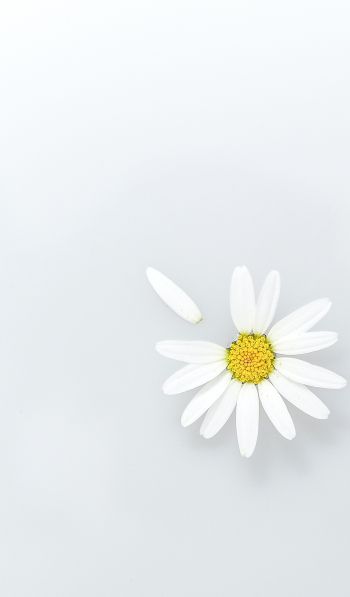 chamomile, petal, white Wallpaper 600x1024