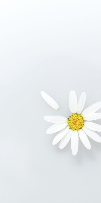 chamomile, petal, white Wallpaper 720x1440