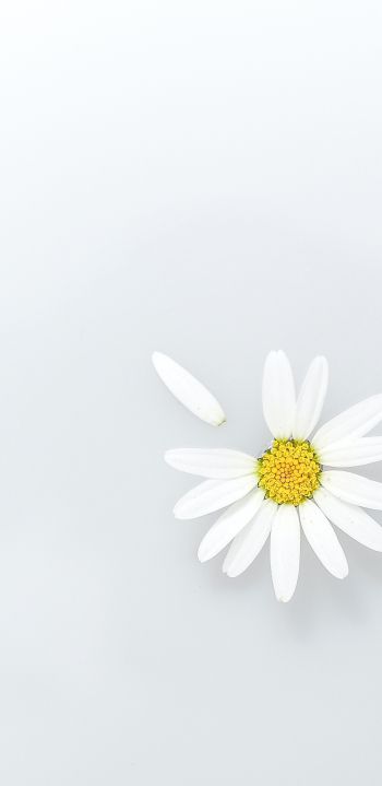 chamomile, petal, white Wallpaper 1440x2960