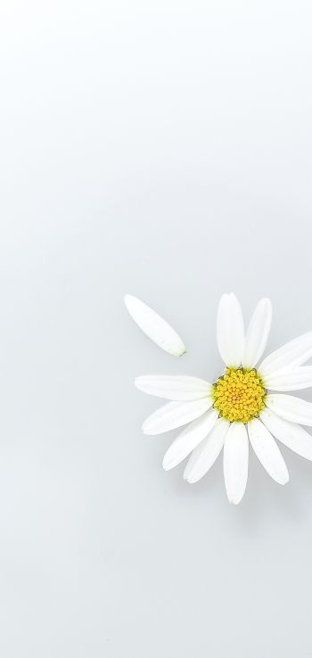 chamomile, petal, white Wallpaper 1080x2280
