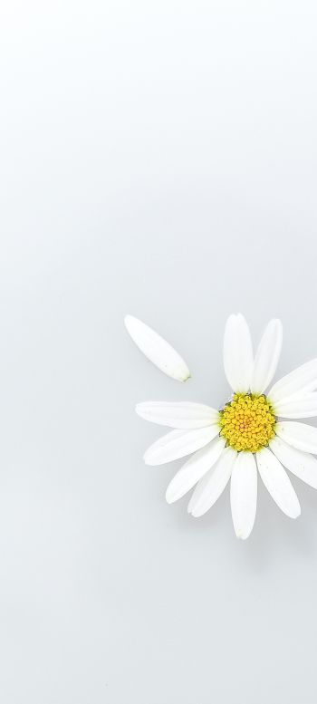 chamomile, petal, white Wallpaper 720x1600