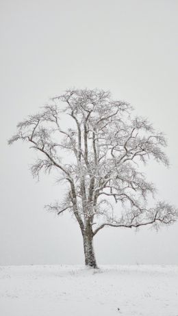 lonely tree, winter, white Wallpaper 2160x3840