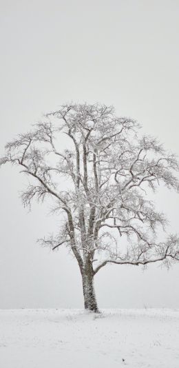 lonely tree, winter, white Wallpaper 1440x2960