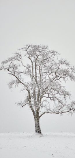 lonely tree, winter, white Wallpaper 1440x3040