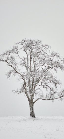 lonely tree, winter, white Wallpaper 1284x2778