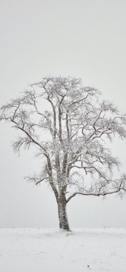 lonely tree, winter, white Wallpaper 1125x2436