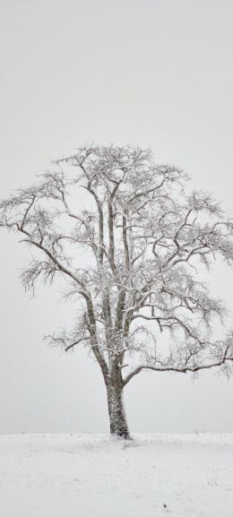 lonely tree, winter, white Wallpaper 720x1600