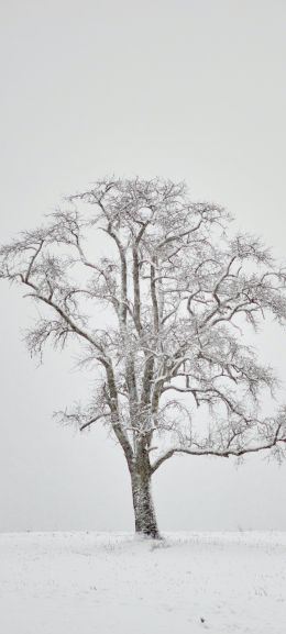 lonely tree, winter, white Wallpaper 1440x3200