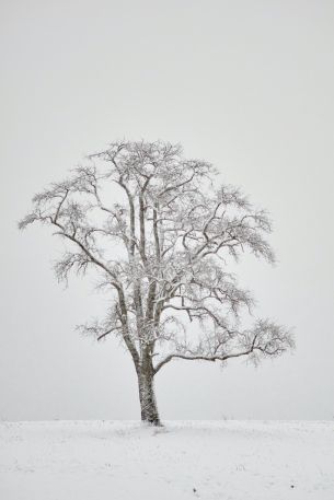 Обои 640x960 одинокое дерево, зима, белый