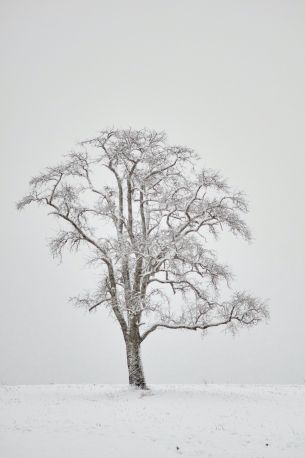 lonely tree, winter, white Wallpaper 3264x4912