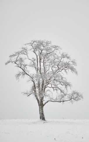 lonely tree, winter, white Wallpaper 1752x2800