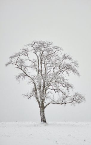 lonely tree, winter, white Wallpaper 800x1280