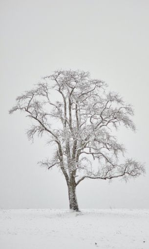 lonely tree, winter, white Wallpaper 1200x2000