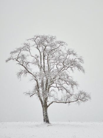 Обои 2048x2732 одинокое дерево, зима, белый