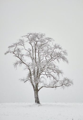 Обои 1640x2360 одинокое дерево, зима, белый