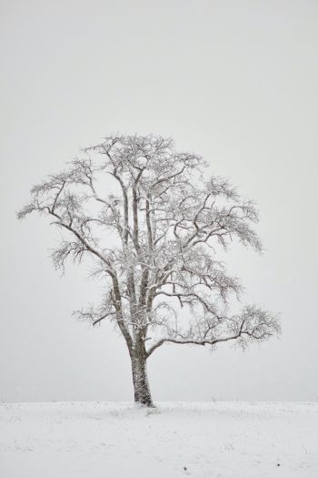 Обои 640x960 одинокое дерево, зима, белый
